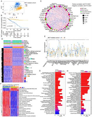 TRIM8 as a predictor for prognosis in childhood acute lymphoblastic leukemia based on a signature of neutrophil extracellular traps